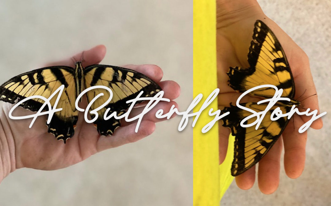 A Butterfly Story